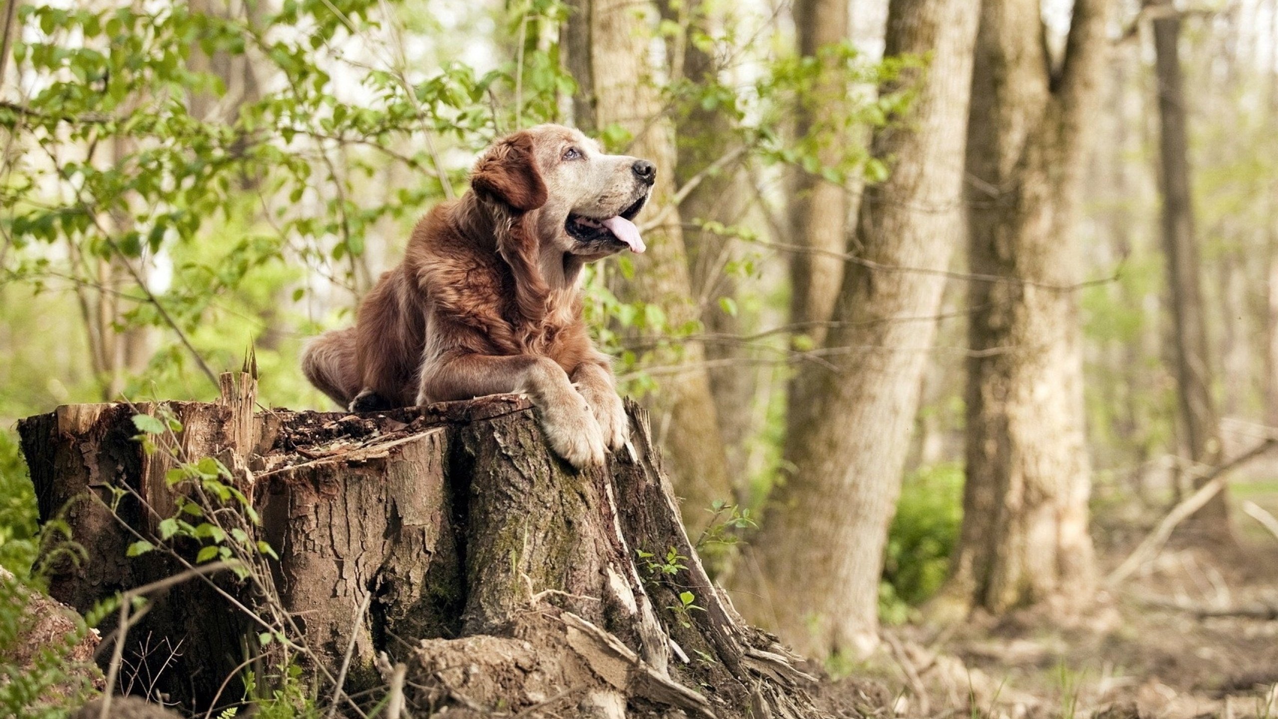 德甲加强青训体系建设，培养未来之星，德甲青训最好俱乐部